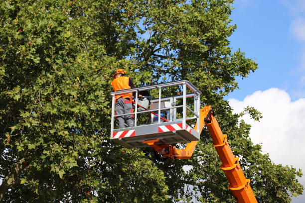 Best Palm Tree Trimming  in Gallipolis, OH